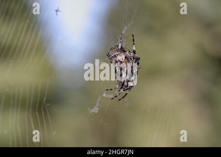 Huddled a garden spider lies in wait for prey in the middle of its web. It is one of the most famous spider species in Germany. Stock Photo