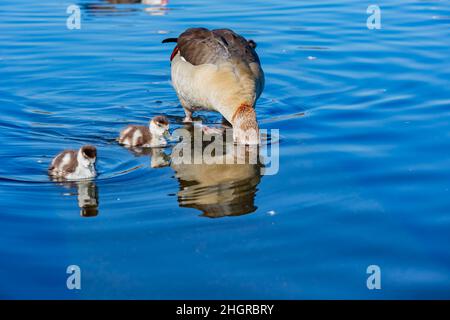 Close up shot of cute Egyptian goose with its child in Hyde Park at London, United Kingdom Stock Photo