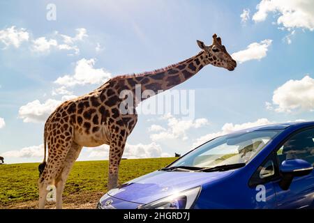 Close up shot of Giraffe walking in the beautiful West Midland Safari Park at Spring Grove, United Kingdom Stock Photo
