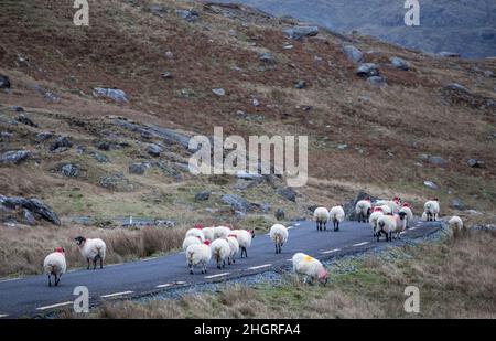 Healy Pass, Cork, Ireland. 22nd January, 2022. Mountain sheep wander on the road in the Healy Pass, Co. Cork, Ireland. - Credit; David Creedon / Alamy Live News Stock Photo