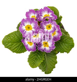 Top view of light pink primula isolated on white background Stock Photo
