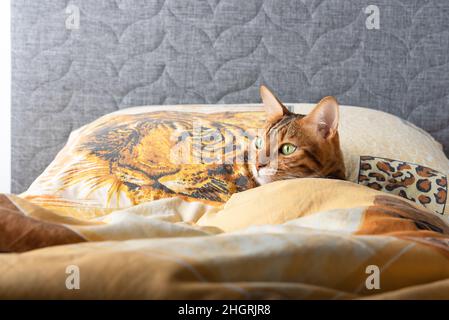 A domestic cat sleeps lying on a bed on a pillow with a picture of a tiger. copy space Stock Photo