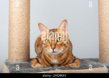 An adorable Bengal cat is resting on a platform of cat furniture. Stock Photo