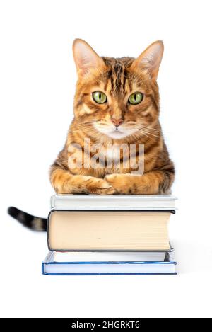 Cute bengal cat with pile of books isolated on white Stock Photo
