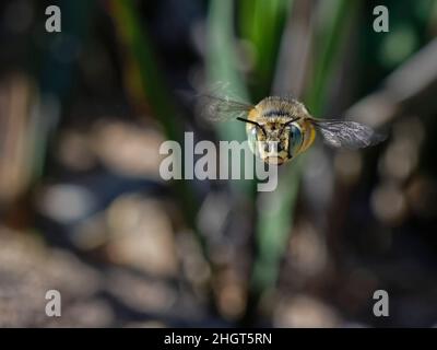 Little / Green-eyed flower bee (Anthophora bimaculata) female flying back to her nest burrow in sandy heathland with full pollen baskets, Dorset, UK, Stock Photo