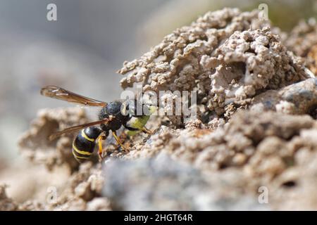 Spiny mason wasp (Odynerus spinipes) female entering the ornate mud chimney protecting her nest burrow with a Weevil grub (Hypera sp.), Cornwall, UK. Stock Photo