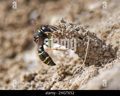 Spiny mason wasp (Odynerus spinipes) female entering the ornate mud chimney protecting her nest burrow with a Weevil grub (Hypera sp.), Cornwall, UK. Stock Photo