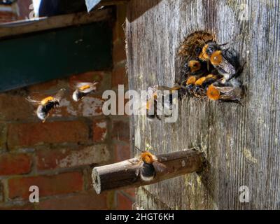 Tree bumblebees (Bombus hypnorum) coming and going from a bird nest box they have taken over on a house wall,  Wiltshire, UK, June. Stock Photo