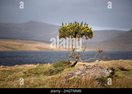 The golden yellow flowers of the gorse bushes on the shores of lough Feeagh, County Mayo, Ireland. Stock Photo