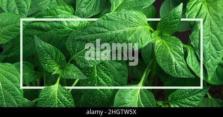 Green leaves with dew drops and a white frame. Plant background. Close-up. Stock Photo