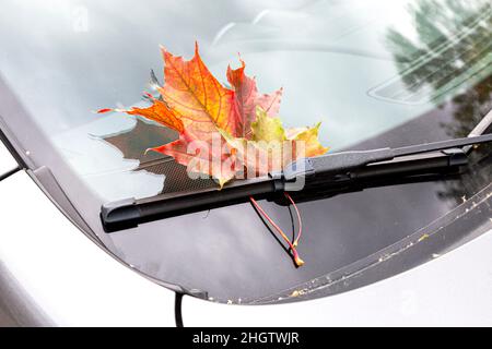 Colorful red autumn maple leaf on the windshield of the car close up Stock Photo