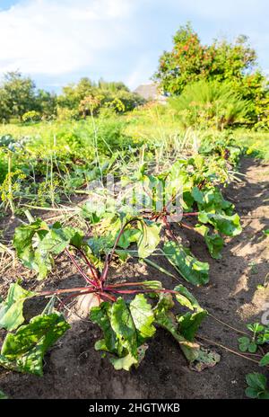 Organic beetroot grows at the vegetable garden in summer day Stock Photo