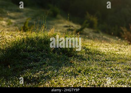 wet grass freshness. natural green environment. dew drops on the plants outdoor. summer nature background in the morning Stock Photo