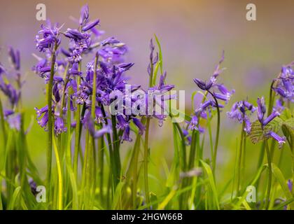 Bluebells in an ancient Norfolk Woodland Stock Photo