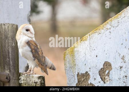 Portrait of bright form of barn owl posing on the fence is looking behind. Stock Photo