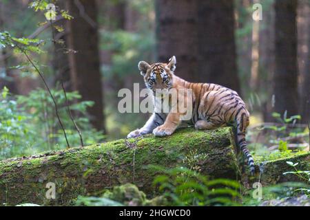 Bengal tiger cub is posing on a fallen tree trunk covered with moss. Horizontally. Stock Photo