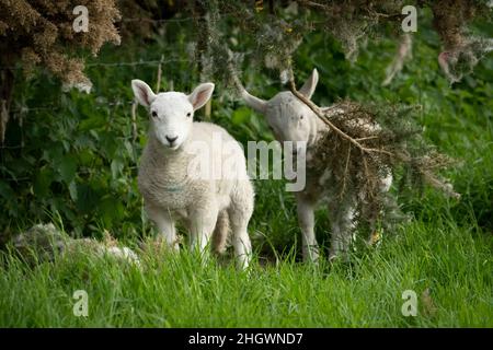 Hethpool, near Wooler, Northumberland - College Valley, Cheviot foothills. Lambing time in summer, June. Stock Photo