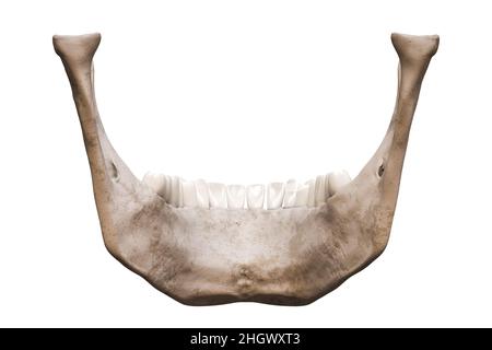 Human mandible or jaw bone with teeth posterior or back view anatomically accurate isolated on white background 3D rendering illustration. Anatomy, me Stock Photo