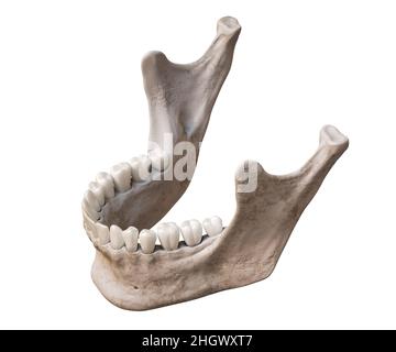 Human Mandible Or Jaw Bone With Teeth Anterior Or Front View 