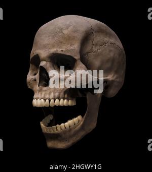 Homo sapiens male skull anatomically accurate with mouth open in three-quarter profile view isolated on black background 3D rendering illustration. Hu Stock Photo