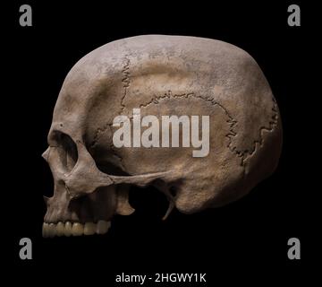 Upper part of an anatomically accurate Homo sapiens skull profile or lateral view isolated on black background 3D rendering illustration. Human anatom Stock Photo