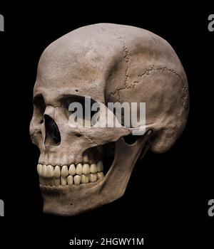 Homo sapiens male skull anatomically accurate in three-quarter view or profile view 3D rendering illustration isolated on black background. Human anat Stock Photo