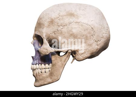 Anatomically accurate human male skull with colorized maxilla bone lateral or profile view isolated on white background with copy space 3D rendering i Stock Photo