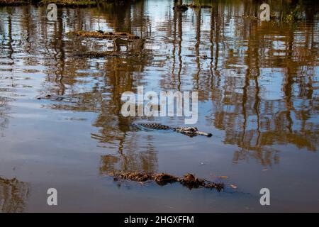 Two large and a baby alligator in a swamp near New Orleans, Louisiana Stock Photo