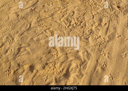 Crab and bird footprints on the sand, animal footprints Stock Photo