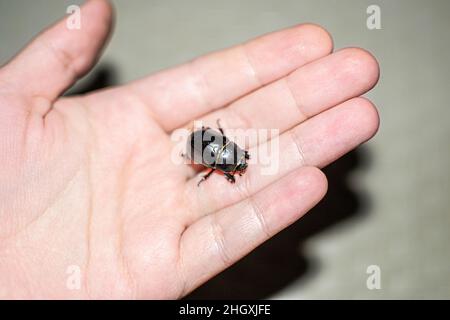 Dung-beetle in hand, caught on the beach in Sharm El Sheikh, Egypt Stock Photo