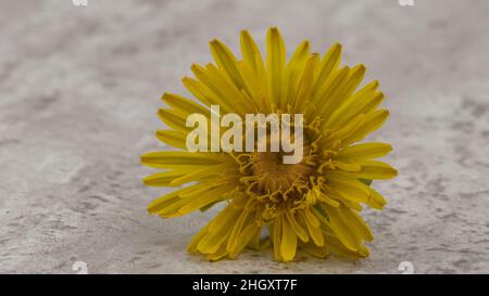 yellow dandelion isolated on clear background Stock Photo