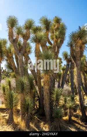 Thick Grove Of Joshua Trees in Mojave desert Stock Photo