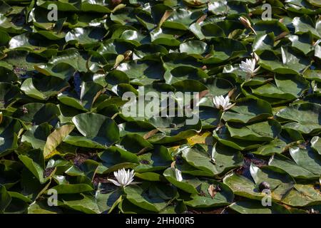Pictures of nenuphars covering a pond, with white flowers. Nymphaea alba, the white waterlily, European white water lily or white nenuphar, is an aqua Stock Photo