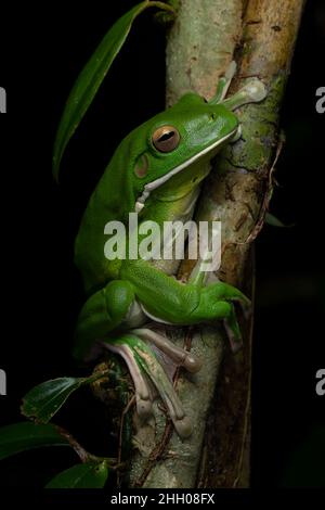 White-lipped tree frog (Litoria infrafrenata) climbing on a tropical rainforest tree. Babinda, Queensland, Australia Stock Photo