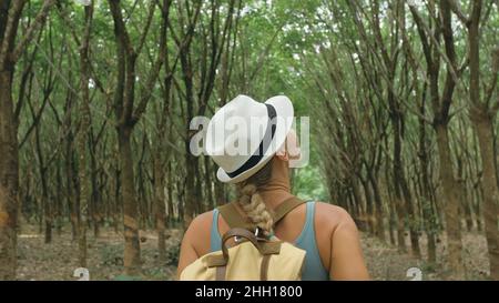 The traveler walks between trees plantation agriculture of asia Stock Photo