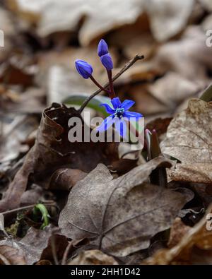 First spring flowers of Scilla bifolia, the alpine squill or two-leaf squill in forest Stock Photo