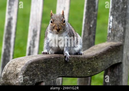 A grey squirrel is sitting on a bench in Hyde Park, London Stock Photo