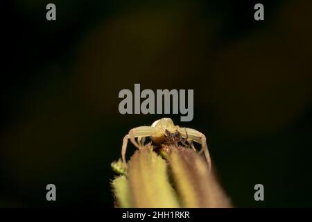 White crab spider shot from bottom up eating a bug Stock Photo