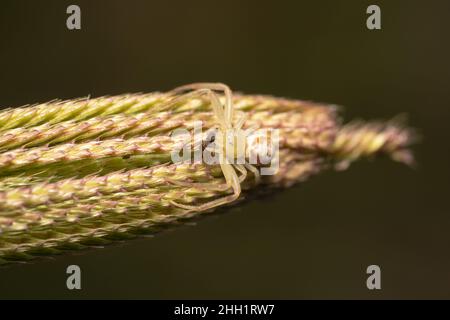 White crab spider shot from the top blending in with a plant Stock Photo