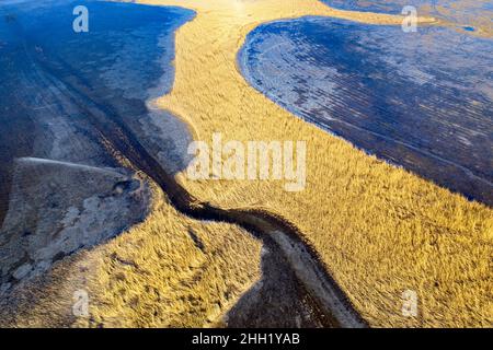 Dry yellow reeds and ice on semi frozen intermittent lake Cerknica, Slovenia Stock Photo