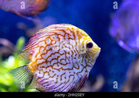 Close-up of exotic fish in the aquarium. Stock Photo