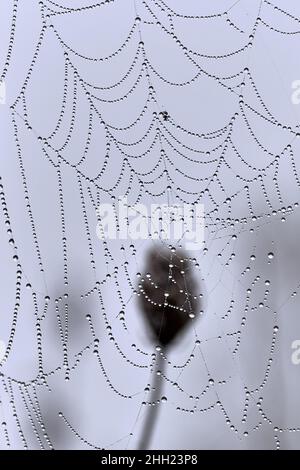 Wet spider web with strings of dew drops on a soft blue background. Stock Photo