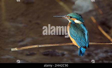 Kingfisher sitting on reed stem Stock Photo