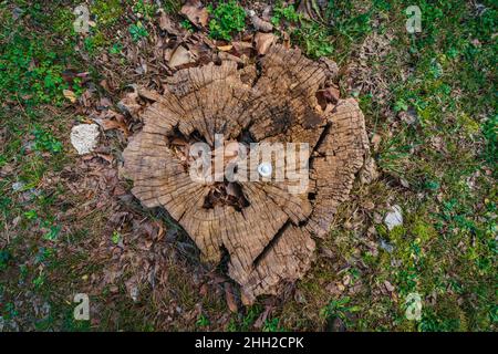 tree stump background on grassland Stock Photo