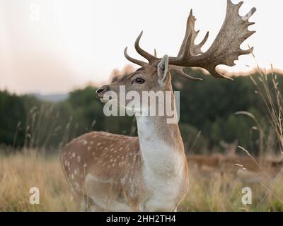 Eurasian dam deer with branched palmate antlers, with white-spotted reddish-brown coat Stock Photo