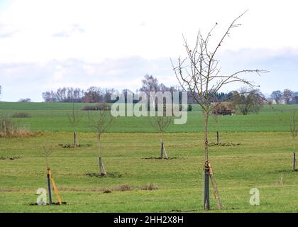 A young scattered fruit meadow in front of blue sky in Bavaria in  Germany Stock Photo