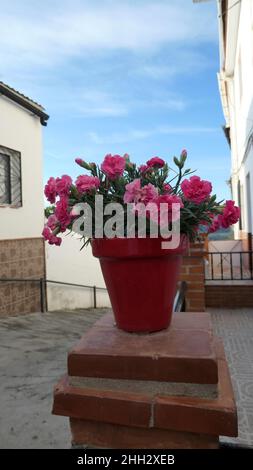 Plants and Flowers in Andalusia Stock Photo