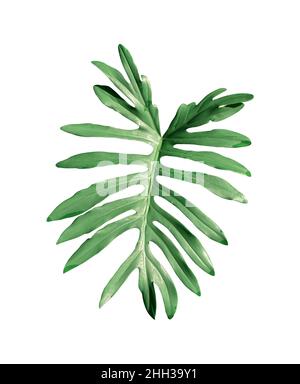 Tropical jungle Monstera leaves isolated on white background, clipping path included. Stock Photo