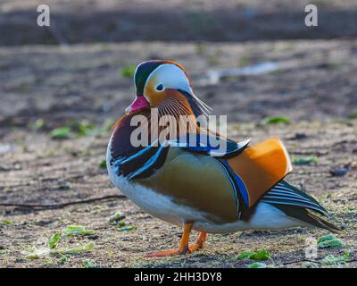 A wonderfully colourful male Mandarin duck Stock Photo