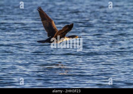 Great cormorant (Phalacrocorax carbo) flying over the waters of La Albufera lake in Valencia Stock Photo